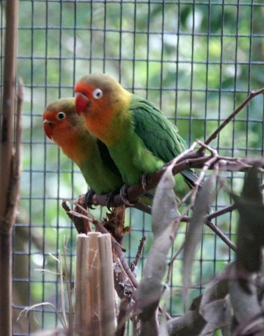 image fischers-lovebirds-3-melbourne-zoo-jpg