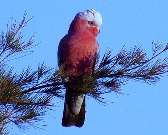 image galah-eolophus-roseicapilla-rose-breasted-cockatoo-galah-cockatoo-roseate-cockatoo-pink-and-grey-jpg