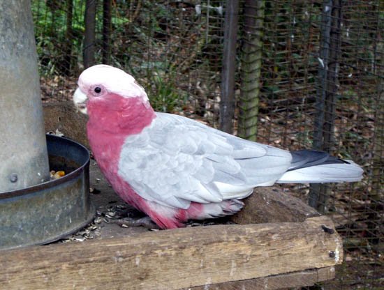image galah-rose-breasted-or-roseate-cockatoo-eolophus-roseicapilla-tas-jpg