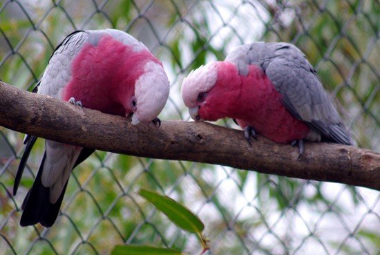 image galah-cockatoo-eolophus-roseicapilla-rose-breasted-cockatoo-roseate-cockatoo-1-kyabram-fauna-park-vic-jpg