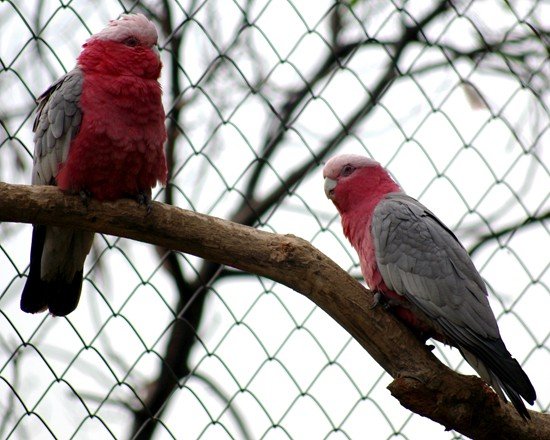 image galah-cockatoo-eolophus-roseicapilla-rose-breasted-cockatoo-roseate-cockatoo-2-kyabram-fauna-park-vic-jpg