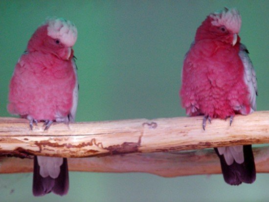 image galah-cockatoo-eolophus-roseicapillus-rose-breasted-cockatoo-ballarat-bird-world-vic-jpg