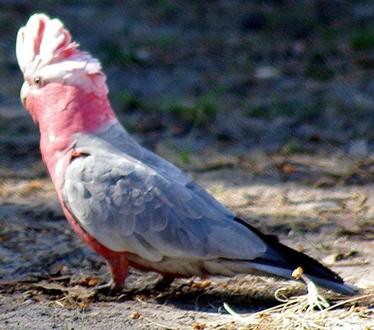 image galah-cockatoo-rose-breasted-cockatoo-cacatua-roseicapilla-6-white-beach-tas-jpg