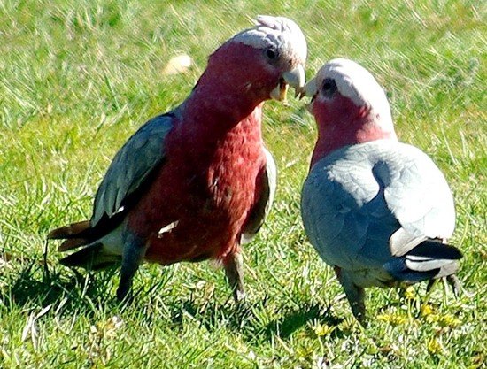 image galah-cockatoos-rose-breasted-cockatoos-cacatua-roseicapilla-1-white-beach-tas-jpg