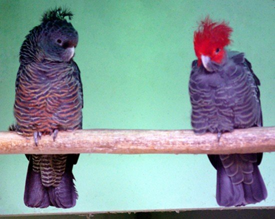 image gang-gang-cockatoo-callocephalon-fimbriatum-female-on-left-ballarat-bird-world-vic-jpg