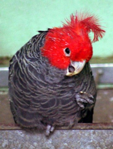 image gang-gang-cockatoo-callocephalon-fimbriatum-male-ballarat-bird-world-vic-jpg