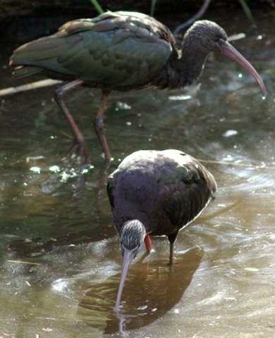 image glossy-ibis-plegadis-falcinellus-breeding-plumage-1-melb-zoo-vic-jpg