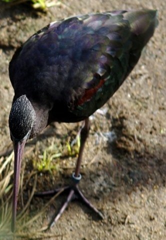 image glossy-ibis-plegadis-falcinellus-breeding-plumage-2-melb-zoo-vic-jpg