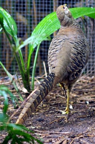 image golden-pheasant-chrysolophus-pictus-chinese-pheasant-3-female-melb-zoo-vic-jpg