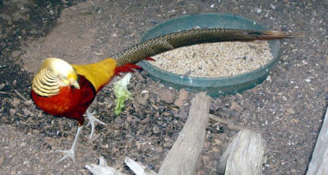 image golden-pheasant-1-wagga-zoo-aviary-nsw-jpg