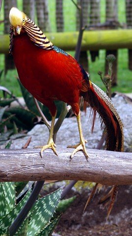 image golden-pheasant-chinese-pheasant-chrysolophus-pictus-male-2-natureworld-bicheno-tas-jpg