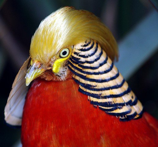 image golden-pheasant-chinese-pheasant-chrysolophus-pictus-male-3-natureworld-bicheno-tas-jpg