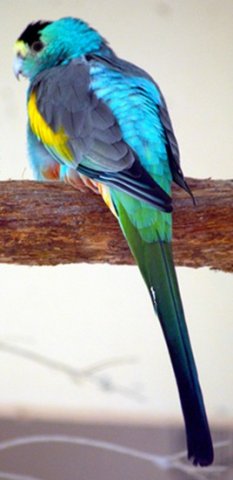 image golden-shouldered-parrot-psephotus-chrysopterygius-male-ballarat-bird-world-vic-jpg
