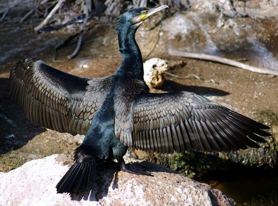 image great-cormorant-phalacrocorax-carbo-1-melb-zoo-vic-jpg