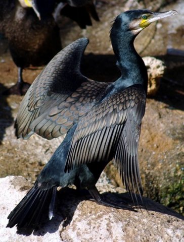 image great-cormorant-phalacrocorax-carbo-2-melb-zoo-vic-jpg