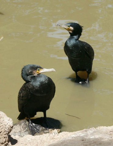 image great-cormorant-young-melbourne-zoo-jpg