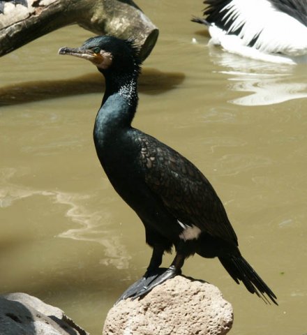 image great-cormorant-melbourne-zoo-jpg