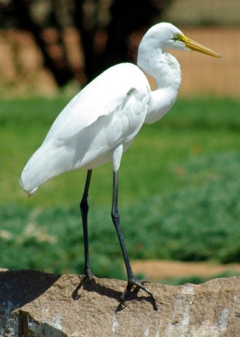 image great-egret-ardea-alba-modesta-1-dubbo-nsw-jpg