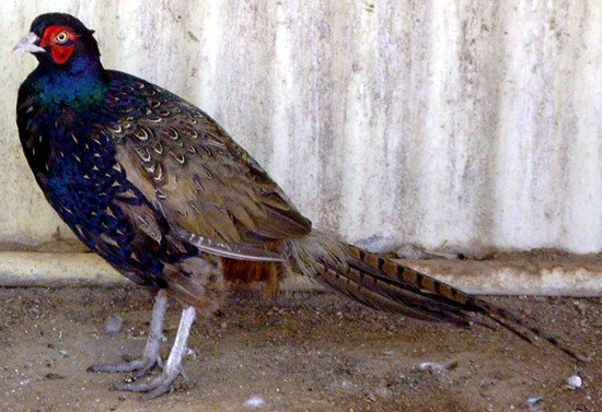 image green-pheasant-japanese-pheasant-phasianus-versicolor-wagga-zoo-nsw-jpg