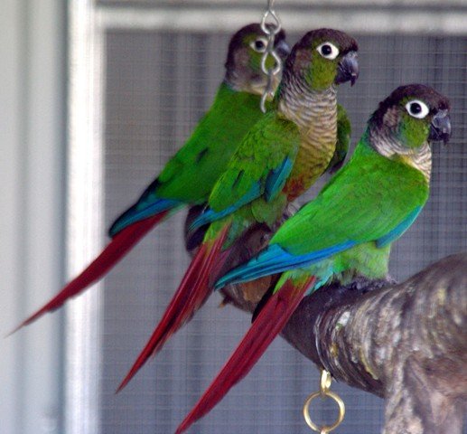 image green-cheeked-conures-green-cheeked-parakeet-pyrrhura-molinae-1-tasmania-zoo-jpg