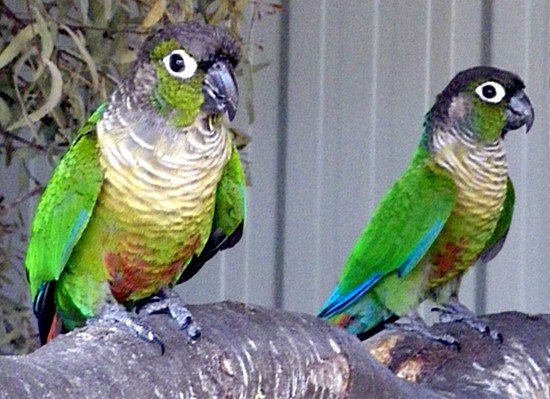 image green-cheeked-conures-green-cheeked-parakeet-pyrrhura-molinae-4-tasmania-zoo-jpg