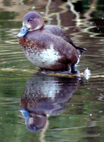 image hardhead-aytha-australis-white-eyed-duck-female-1-healesville-vic-jpg