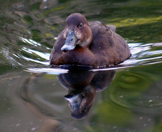 image hardhead-aytha-australis-white-eyed-duck-female-2-healesville-vic-jpg