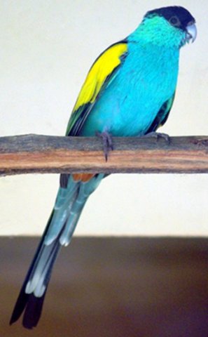 image hooded-parrot-psephotus-dissimilis-male-ballarat-bird-world-vic-jpg