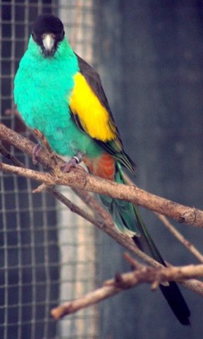 image hooded-parrot-psephotus-dissimilis-1-male-kyabram-fauna-park-vic-jpg