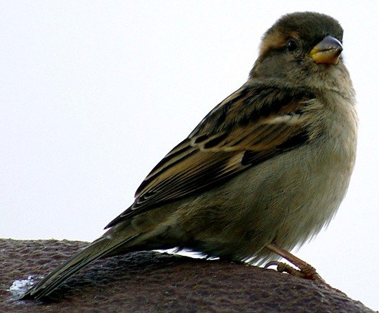 image house-sparrow-passer-domesticus-jpg