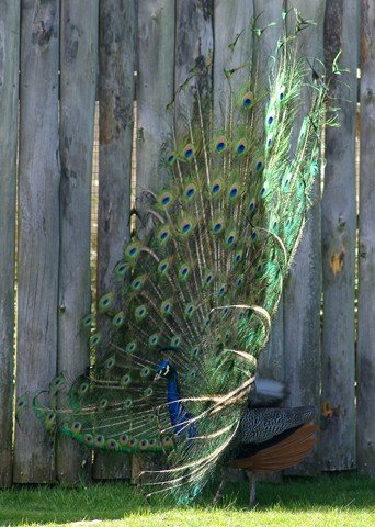 image indian-peafowl-blue-peafowl-common-peafowl-pavo-cristatus-peacock-12-natureworld-bicheno-tas-jpg