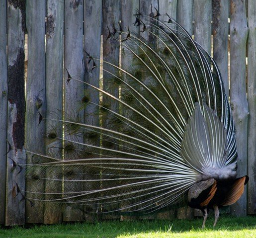 image indian-peafowl-blue-peafowl-common-peafowl-pavo-cristatus-peacock-13-natureworld-bicheno-tas-jpg