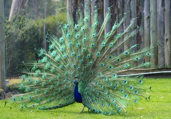 image indian-peafowl-blue-peafowl-common-peafowl-pavo-cristatus-peacock-5-natureworld-bicheno-tas-jpg