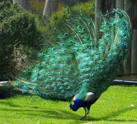 image indian-peafowl-blue-peafowl-common-peafowl-pavo-cristatus-peacock-6-natureworld-bicheno-tas-jpg