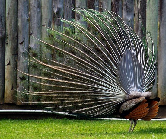 image indian-peafowl-blue-peafowl-common-peafowl-pavo-cristatus-peacock-7-natureworld-bicheno-tas-jpg