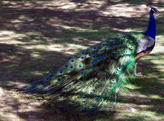 image indian-peafowl-common-peafowl-blue-peafowl-pavo-cristatus-peacock-14-tasmania-zoo-jpg