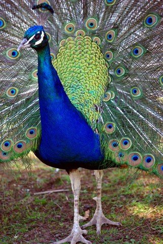 image indian-peafowl-common-peafowl-blue-peafowl-pavo-cristatus-peacock-body-tasmania-zoo-jpg
