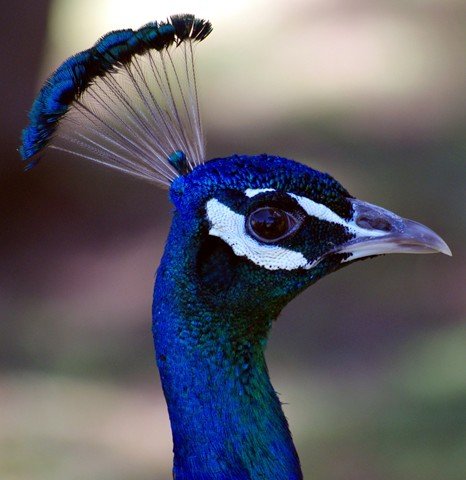 image indian-peafowl-common-peafowl-blue-peafowl-pavo-cristatus-peacock-head-2-tasmania-zoo-jpg