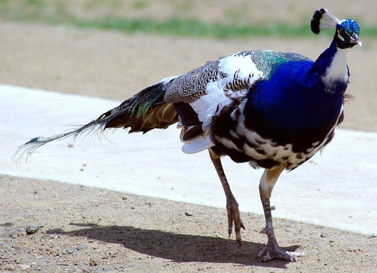 image indian-peafowl-common-peafowl-blue-peafowl-pavo-cristatus-young-peacock-16-zoo-doo-tas-jpg