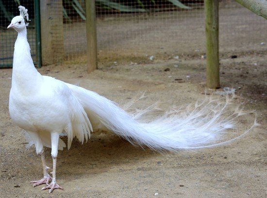 image indian-peafowl-white-peafowl-pavo-cristatus-white-peacock-1-natureworld-bicheno-tas-jpg