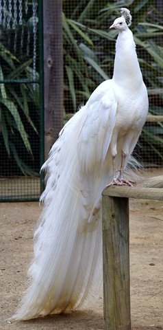 image indian-peafowl-white-peafowl-pavo-cristatus-white-peacock-4-natureworld-bicheno-tas-jpg