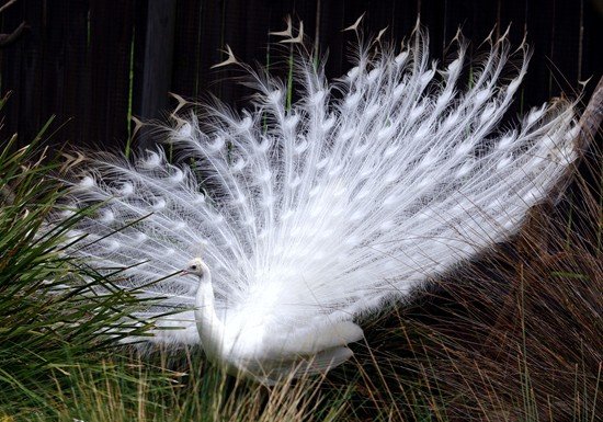 image indian-peafowl-white-peafowl-pavo-cristatus-white-peacock-5-natureworld-bicheno-tas-jpg