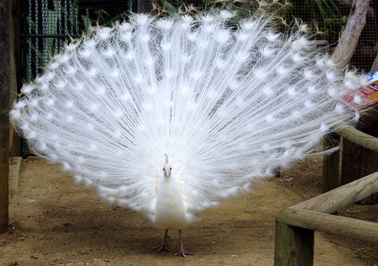 image indian-peafowl-white-peafowl-pavo-cristatus-white-peacock-9-natureworld-bicheno-tas-jpg