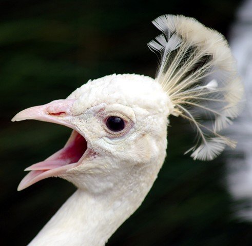 image indian-peafowl-white-peafowl-pavo-cristatus-white-peacock-head-natureworld-bicheno-tas-jpg