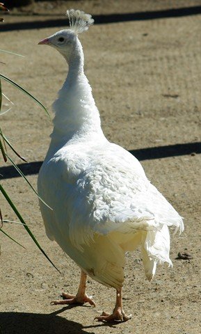 image indian-peafowl-white-peafowl-pavo-cristatus-white-peahen-1-natureworld-bicheno-tas-jpg