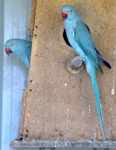 image indian-ring-neck-parakeet-psittacula-krameri-blue-mutation-2-tasmania-zoo-jpg