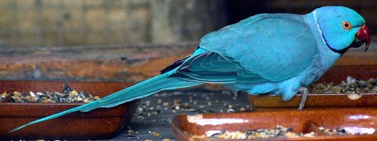 image indian-ring-neck-parakeet-psittacula-krameri-blue-mutation-4-natureworld-bicheno-tas-jpg