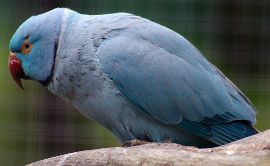 image indian-ring-neck-parakeet-psittacula-krameri-blue-mutation-5-natureworld-bicheno-tas-jpg