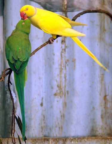 image indian-ring-neck-parakeet-psittacula-krameri-green-and-lutino-pair-with-cockatiels-zoo-doo-tas-jpg