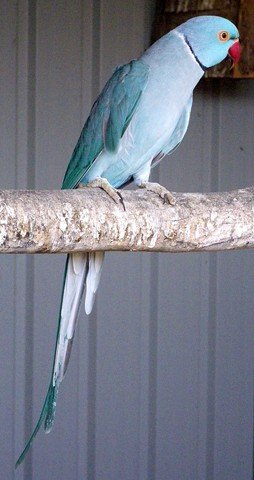 image indian-ring-neck-parakeet-psittacula-krameri-powder-blue-mutation-tasmania-zoo-jpg